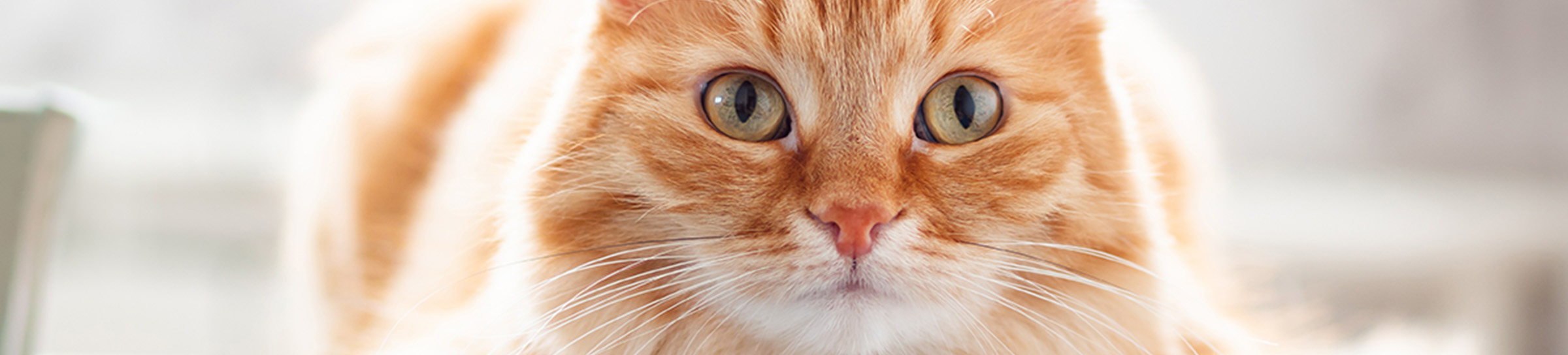 保護猫活動などの動物愛護活動の支援